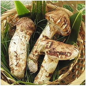 松茸　国産　良品! 楽天市場】天然 国産 松茸 高野松茸 約200g まつたけ 日本産 200